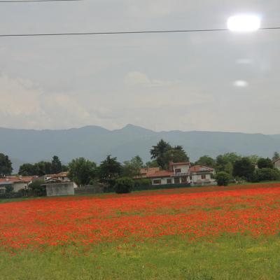 Img 0918